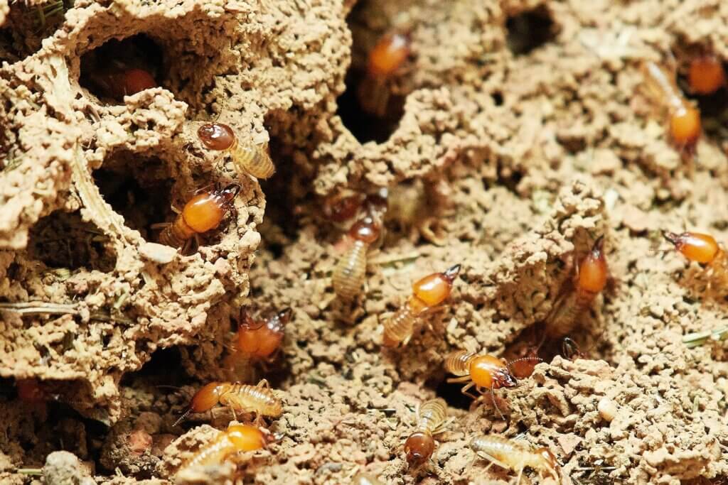 A termite inspection is a critical investment for any homeowner, particularly in areas where wood-destroying insects are prevalent.